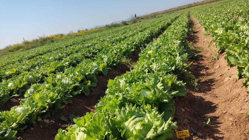 Una línea de cultivo de una explotación agrícola en el Campo de Cartagena.