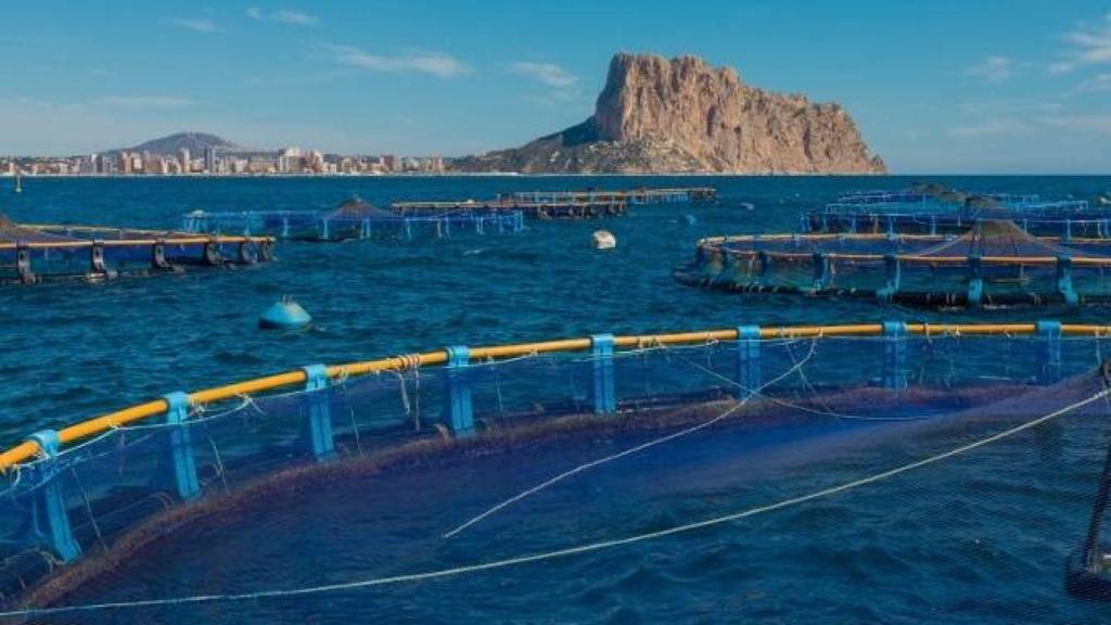 El PP y ecologistas de Calpe, contra la instalación de una macrogranja marina.