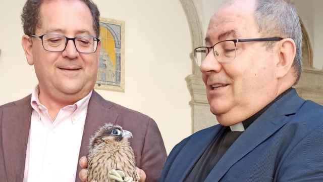 La catedral de Toledo, nueva casa de tres halcones peregrinos