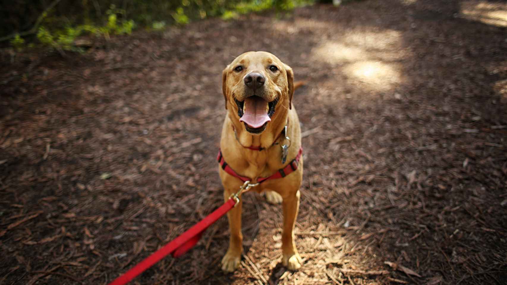 Foto de archivo de un perro