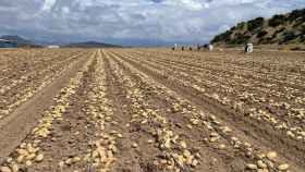 Un campo cultivado de patatas en una imagen de archivo