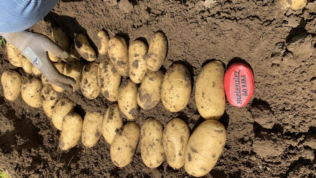 Imagen de una de las recogidas de Patatas Meléndez a pie de cultivo