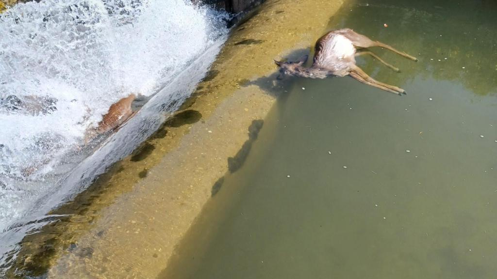 Un corzo muerto en el canal de Arriola