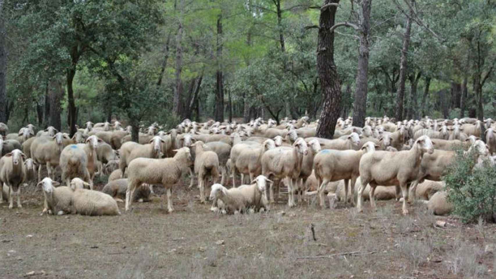 Imagen de archivo de ovejas