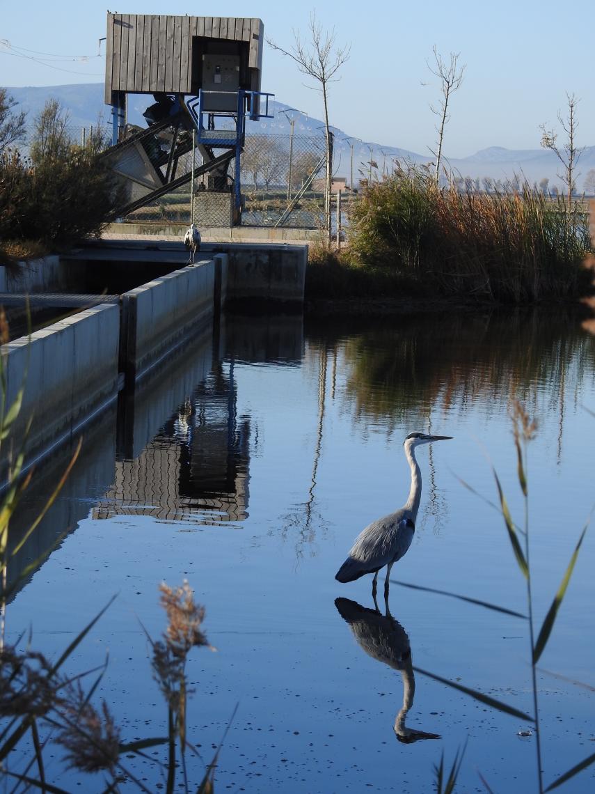 Los Humedales de Illa de Mar y de l’Embut, en el Delta del Ebro, declarados reserva natural de fauna salvaje.