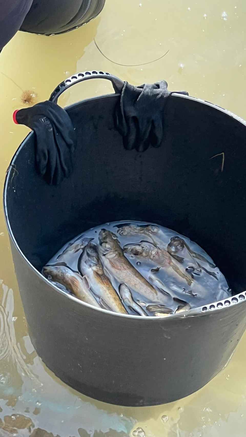 Algunos de los ejemplares de peces muertos que han recogido este miércoles, en la playa de Santiago de la Ribera, los agentes de Medio Ambiente.