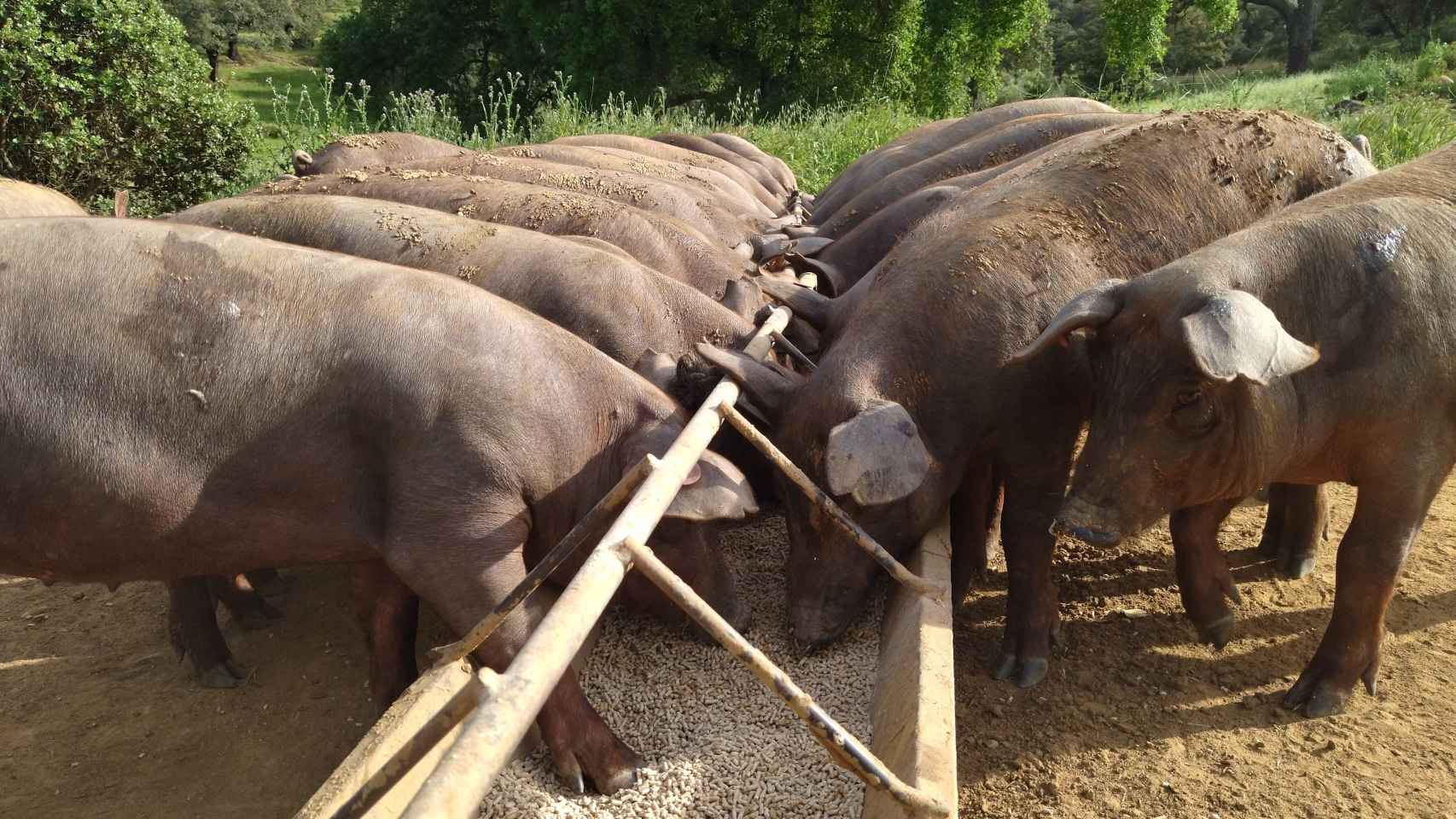 Los cerdos ibéricos de José Manuel y su hija Beatriz comen el pienso del que se alimentan tras el final de la temporada de bellotas.