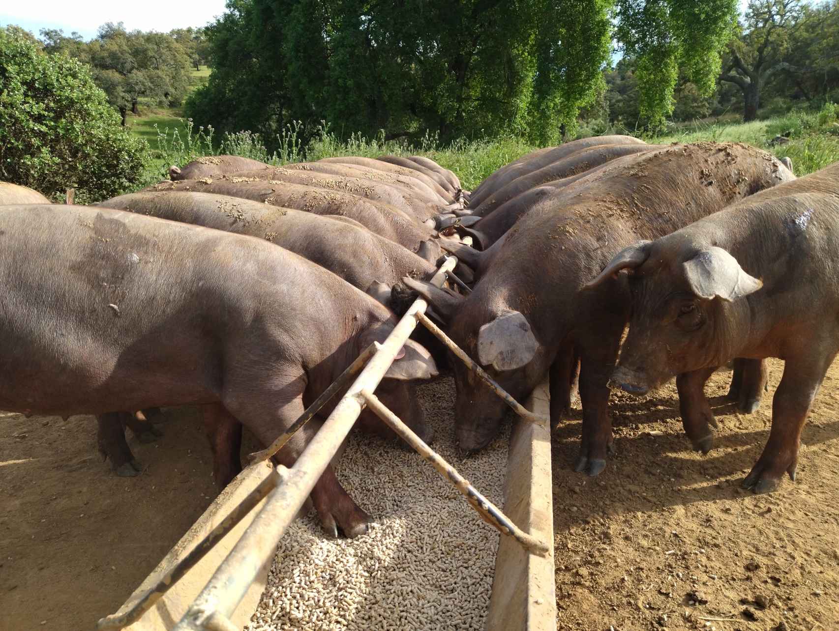 Los cerdos ibéricos de José Manuel y su hija Beatriz comen el pienso tras el final de la temporada de bellotas.