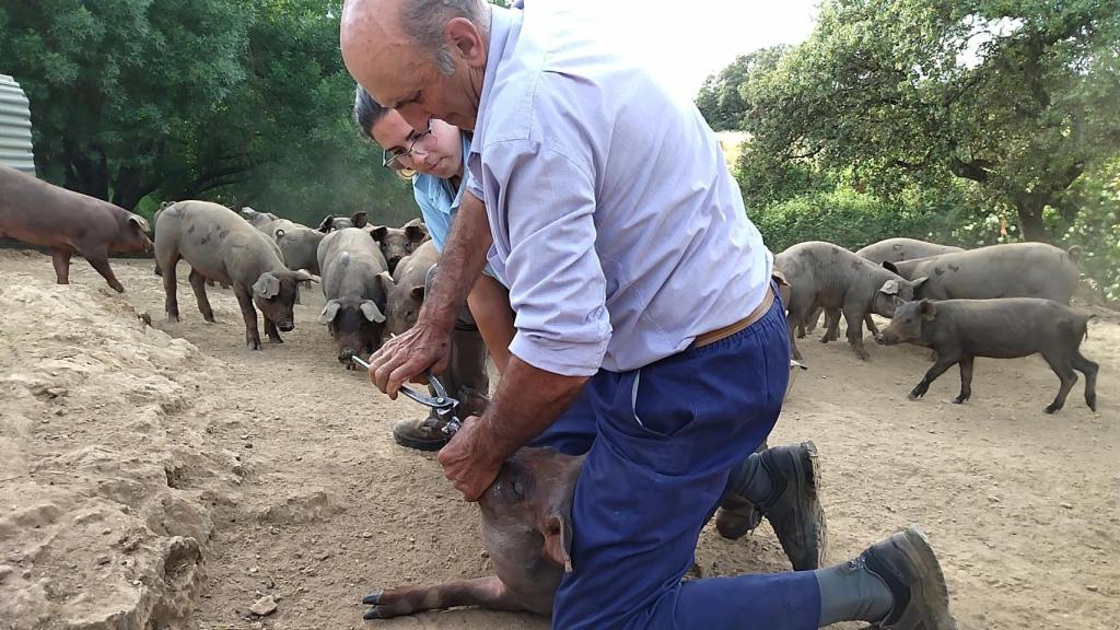 José Manuel y Beatriz sujetan una cerda para quitarle la argolla del hocico y curarla.