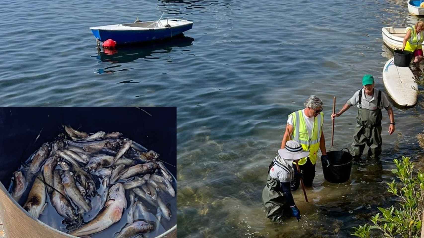 Un grupo de operarios, este miércoles, retirando los peces muertos de una playa de Santiago de la Ribera en San Javier.