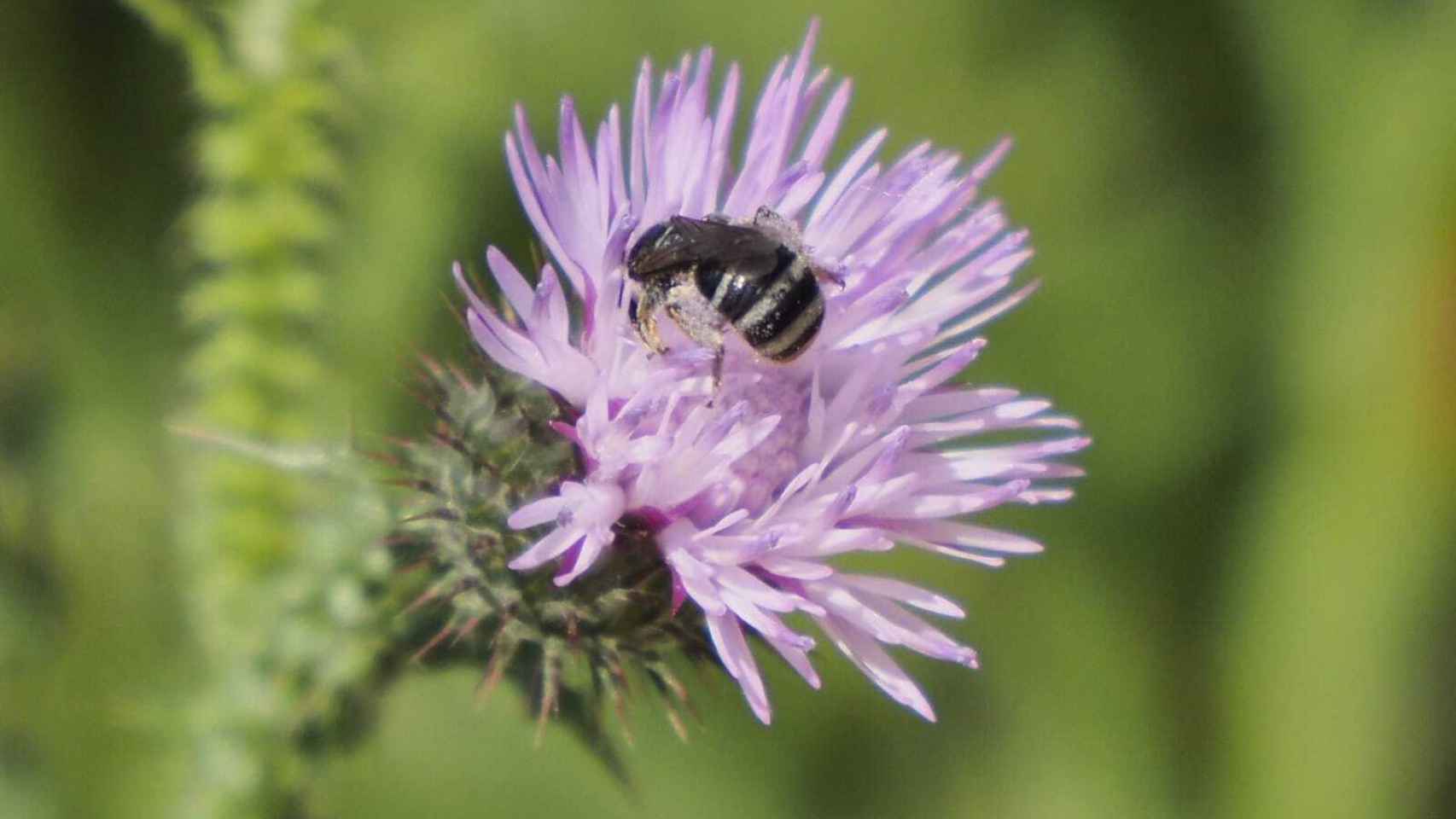 Una abeja se posa en una flor en el Clot de Galvany (Elche).