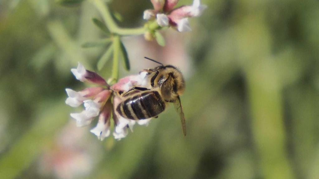 Una abeja en una flor