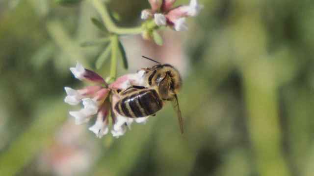 Una abeja en una flor en una de las actividades organizadas por El Rincón de la Abeja en el Clot de Galvany.
