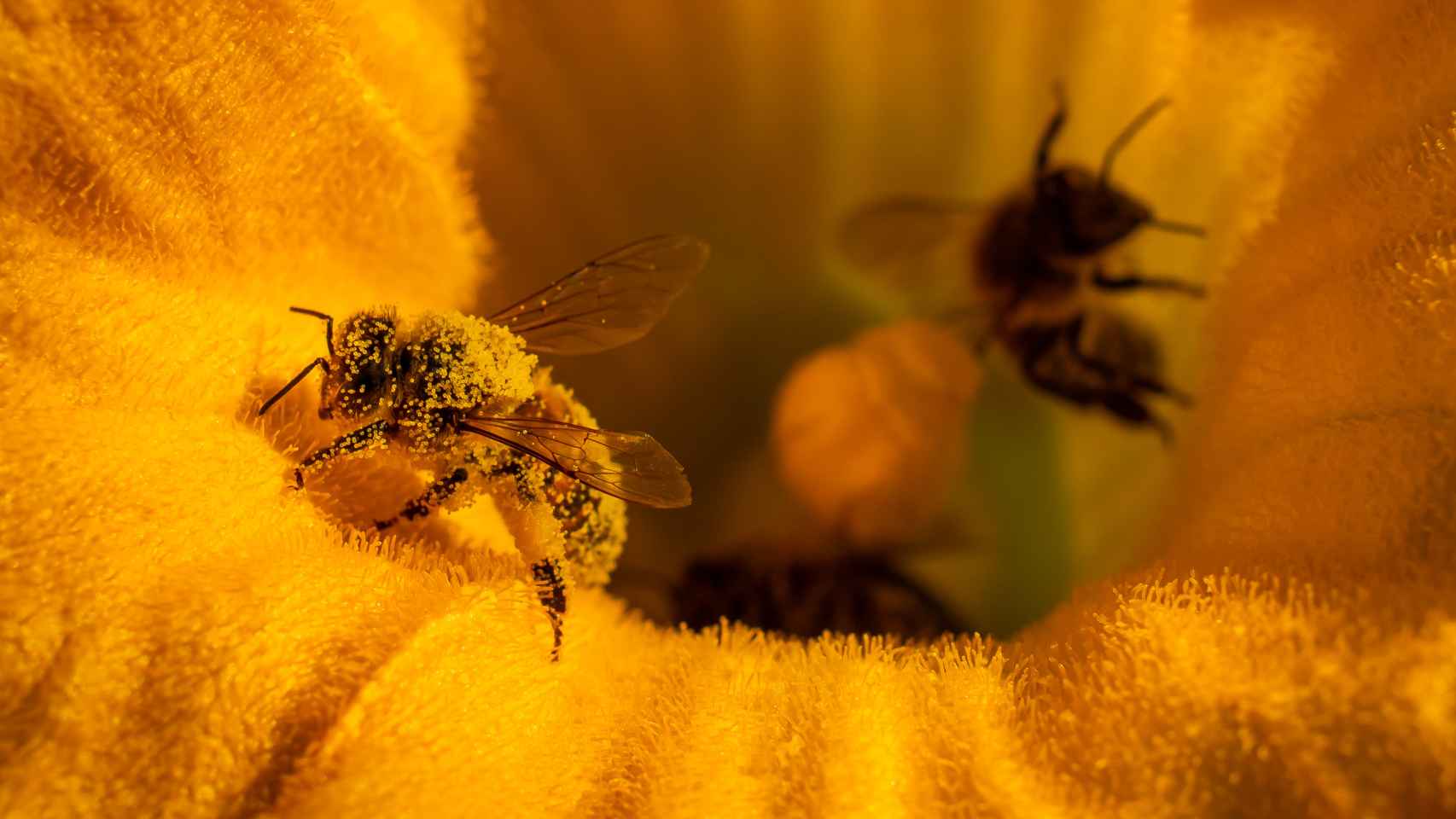 Es esencial la preservación de las abejas para la alimentación.