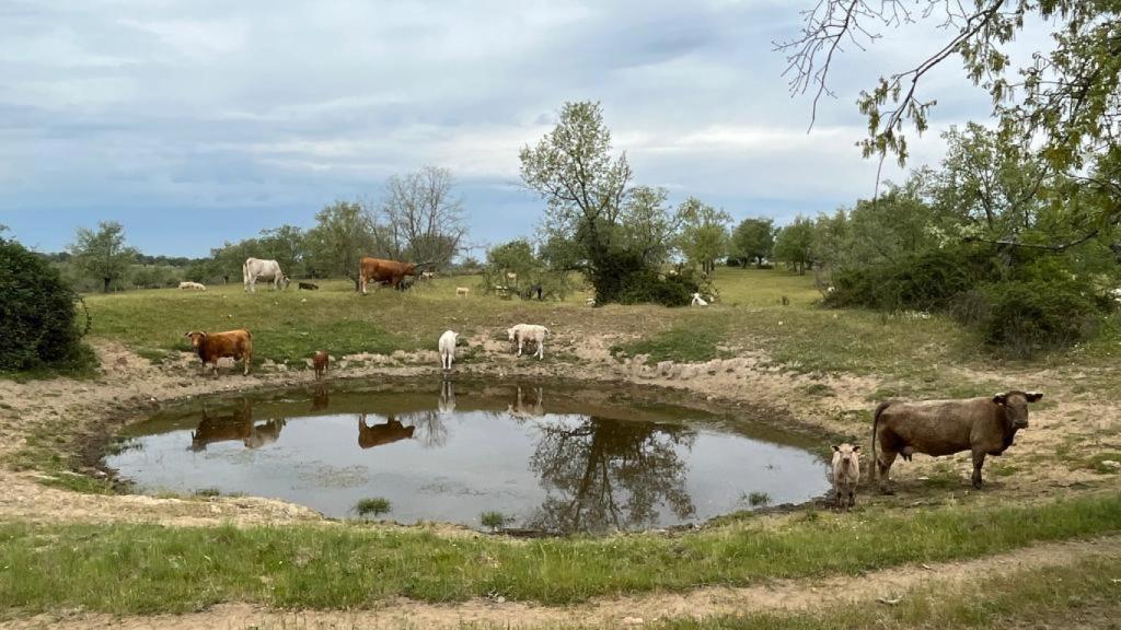 Escasez de agua en el campo salmantino