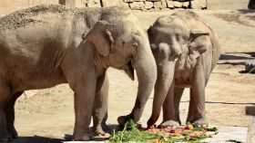 Las elefantes Jangoli y Tima.