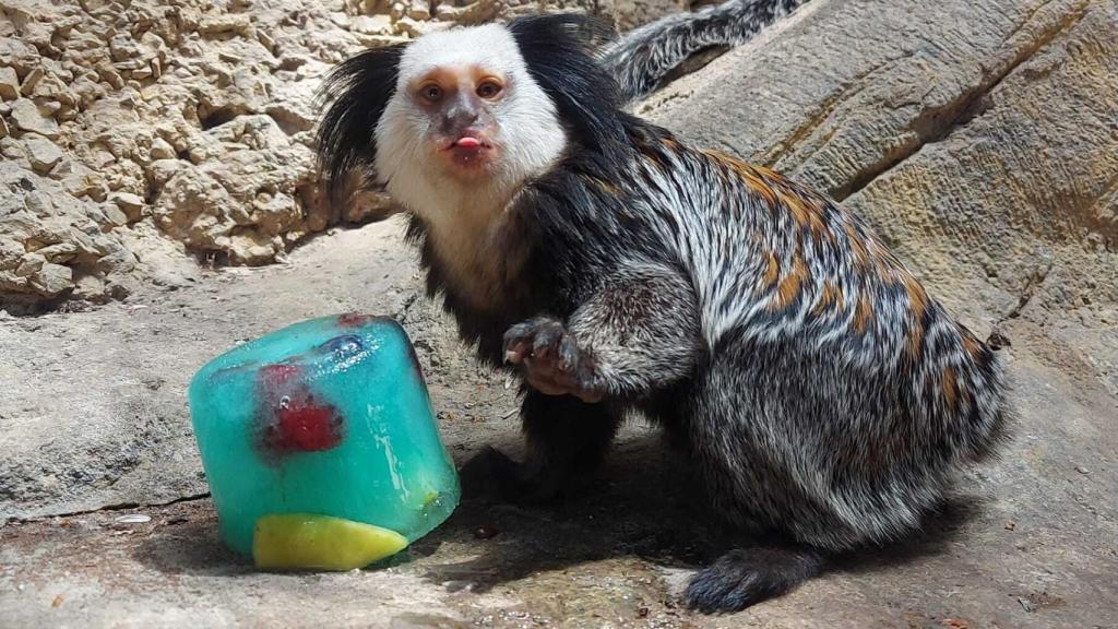 Uno de los helados con frutas y verduras para los animales.