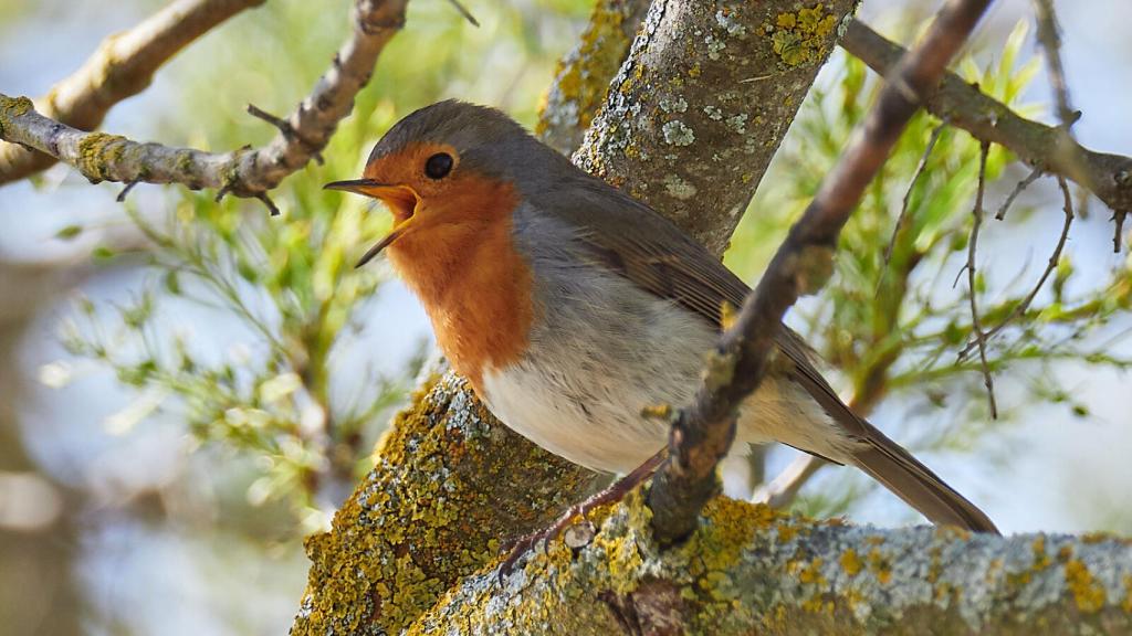 Petirrojo Europeo, uno de las aves locales