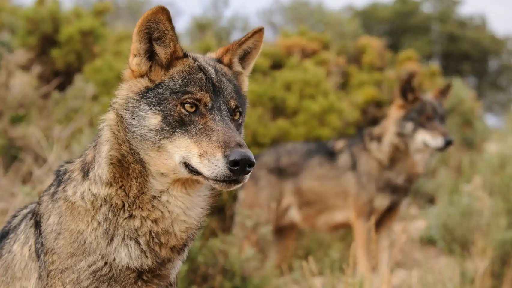 Imagen de archivo de unos lobos.