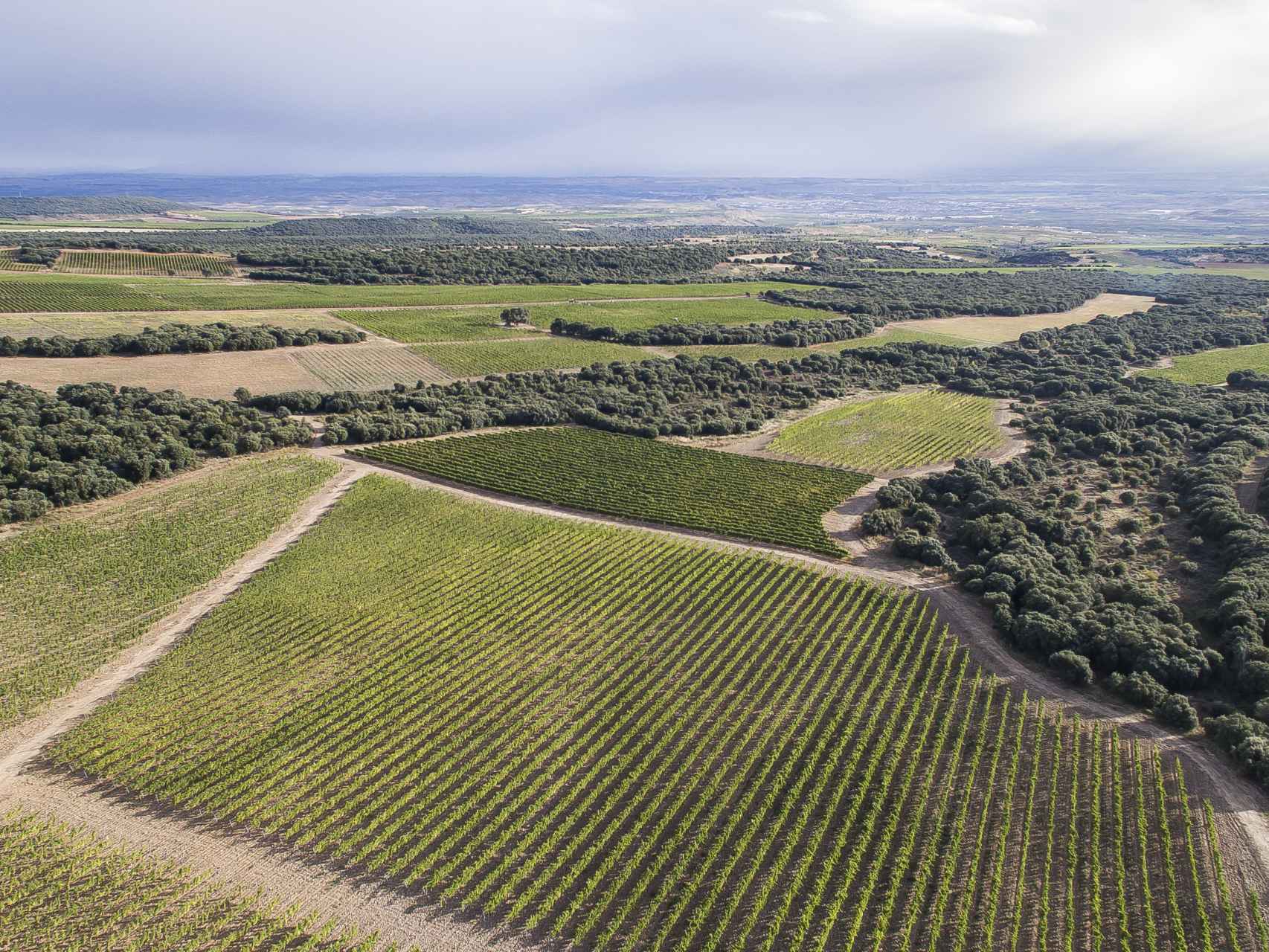 Vista aérea viñas El Coto de Rioja