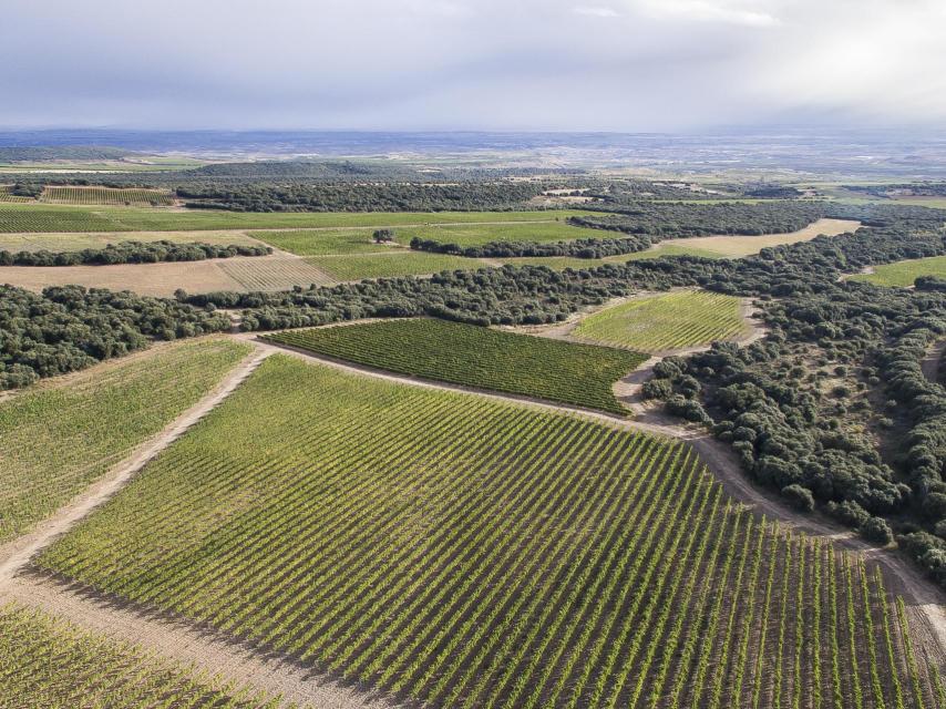 Vista aérea viñas El Coto de Rioja
