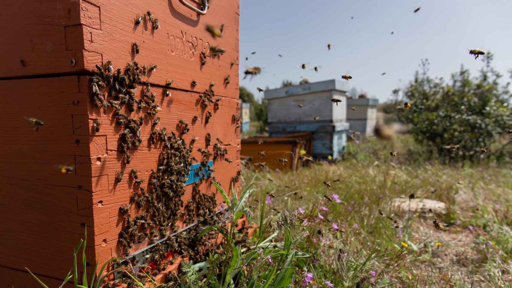 Una familia de abejas de regreso a su colmena. Foto: Europa Press.