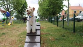 Parque para perros en Zamora