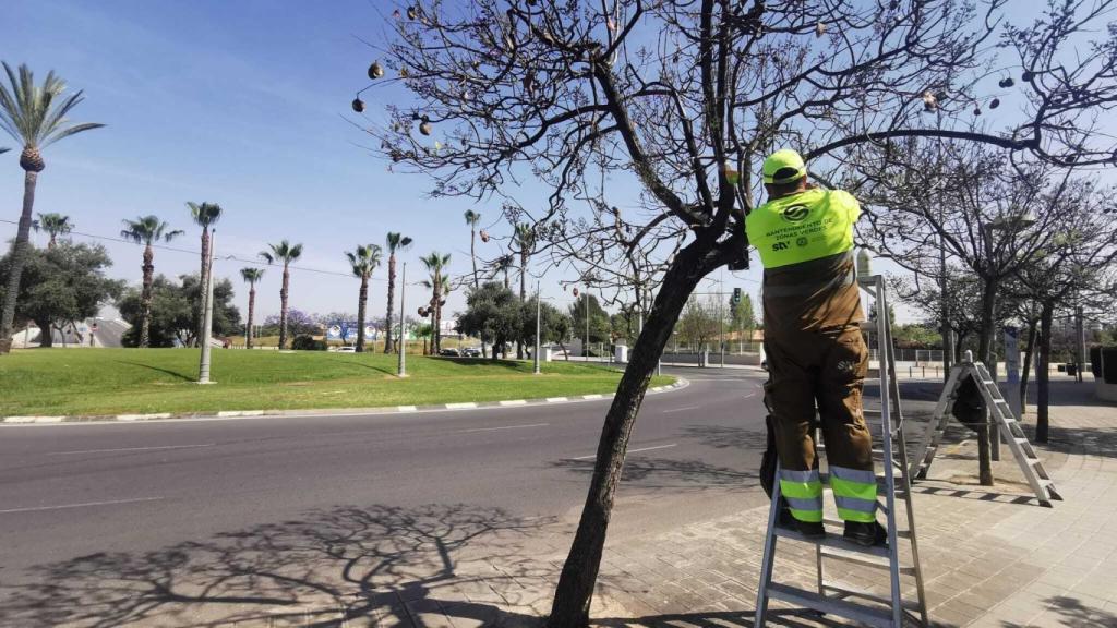 Un técnico instala la caja con los depredadores en un árbol de Alicante.