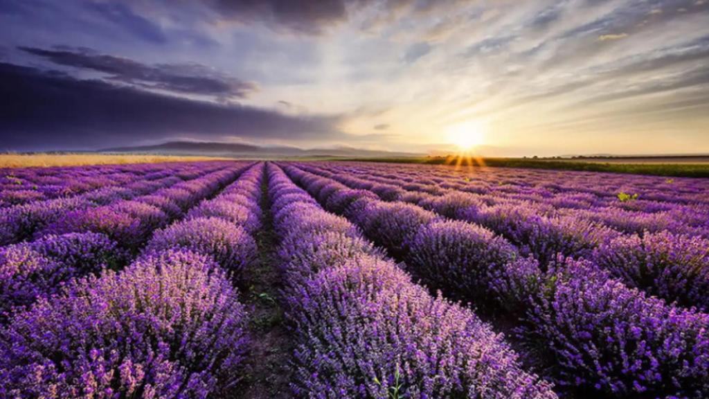 Campo de lavanda de Brihuega (Guadalajara).