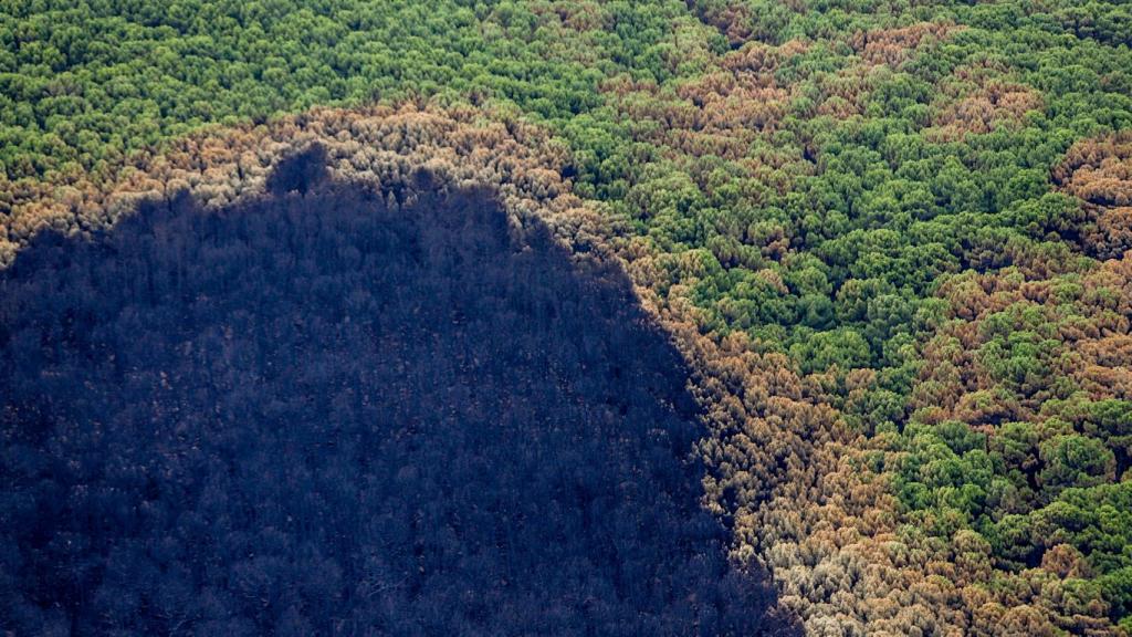 Zonas quemadas por el incendio de Sierra Bermeja, en Málaga, el pasado agosto.