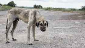 Un perro abandonado, víctima de maltrato animal, en una carretera.