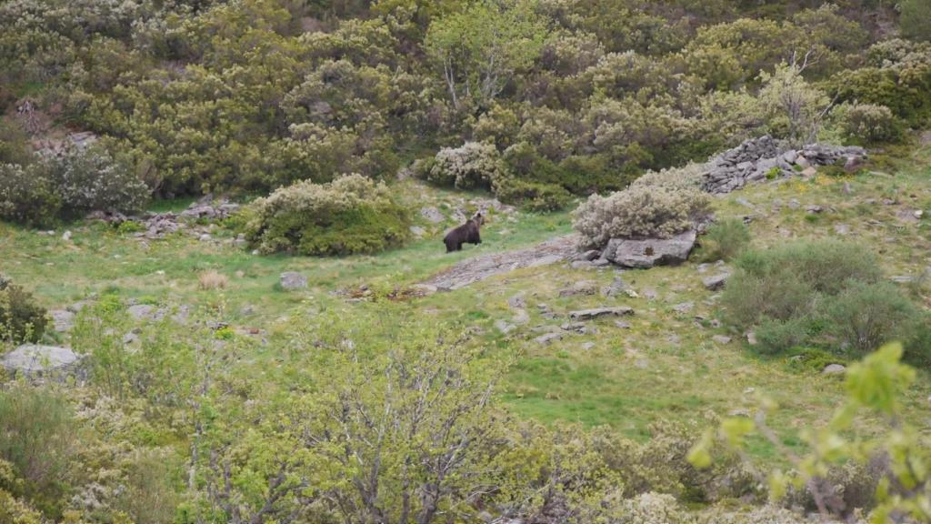 El oso avistado en Os Ancares.