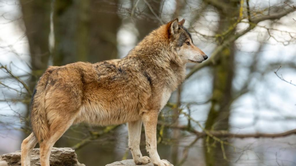 Imagen de archivo de un lobo.