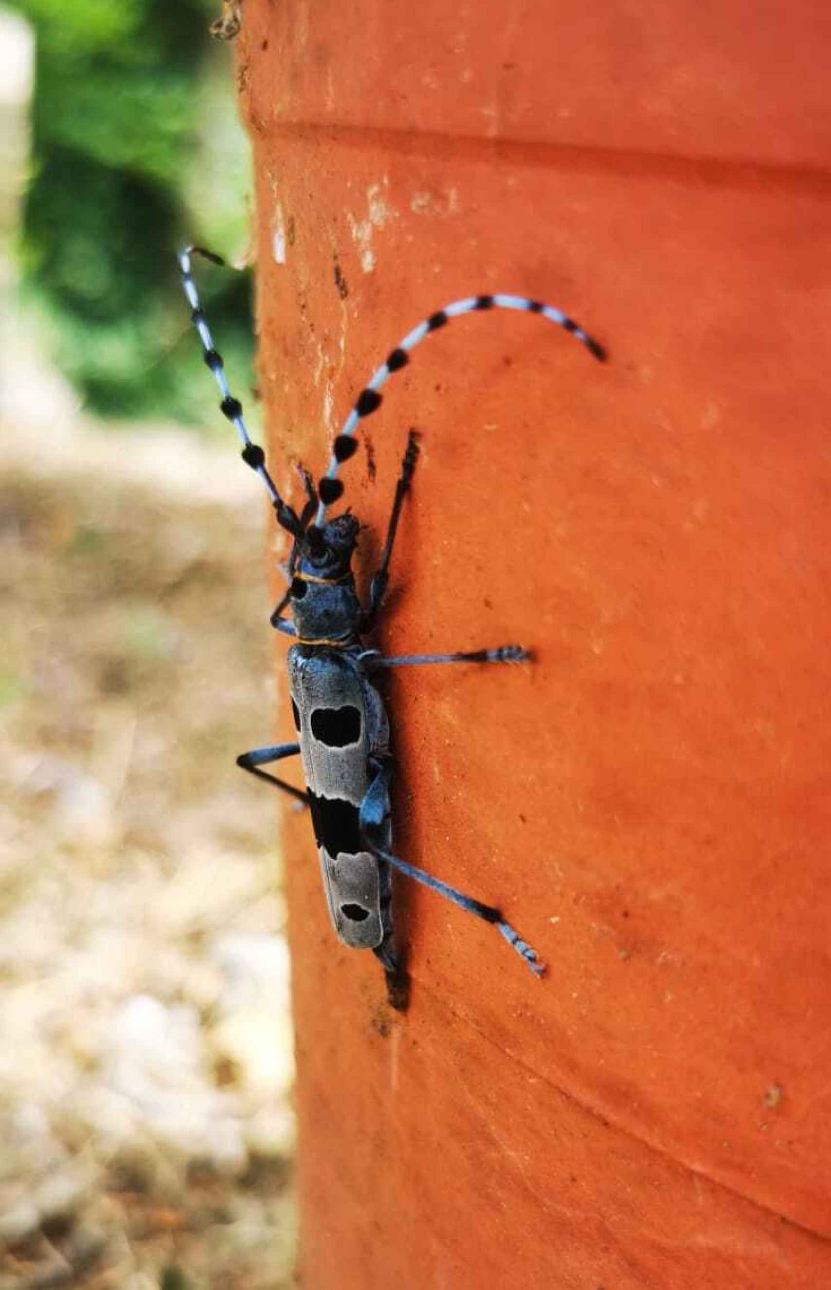 Imagen de la Rosalia alpina, un insecto típico de la zona muy buscado por los fotógrafos