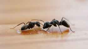 El mejor truco casero, fácil y eficaz, para eliminar las hormigas de casa.
