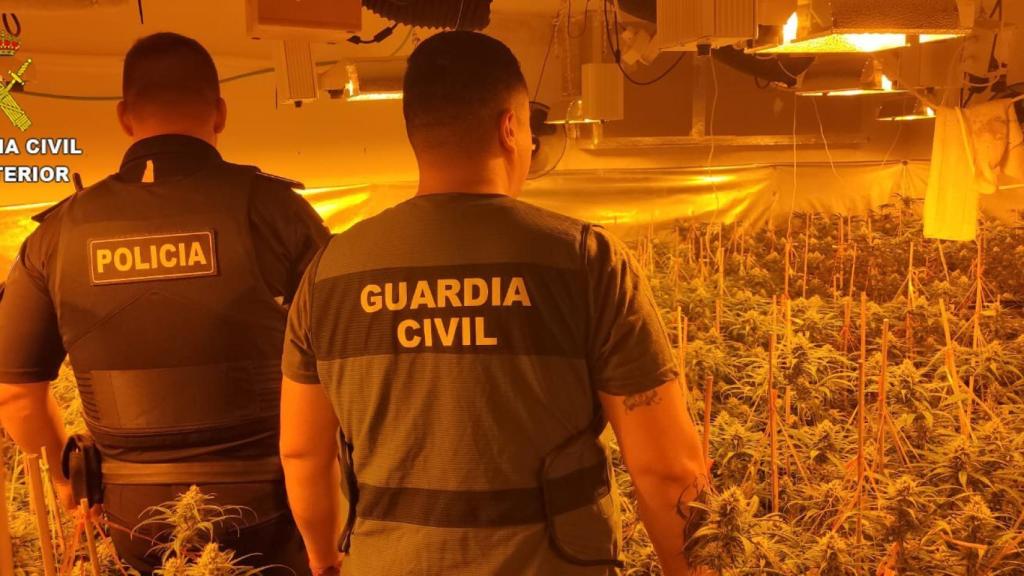 Desmantelan una plantación con más de 800 plantas de marihuana en un chalet de Seseña