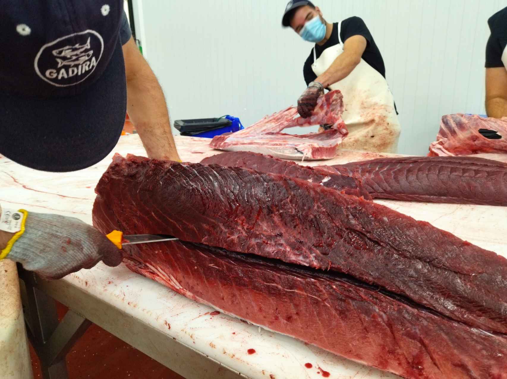 Despiece o ronqueo de atunes rojos en la factoría principal de Gadira en Barbate.