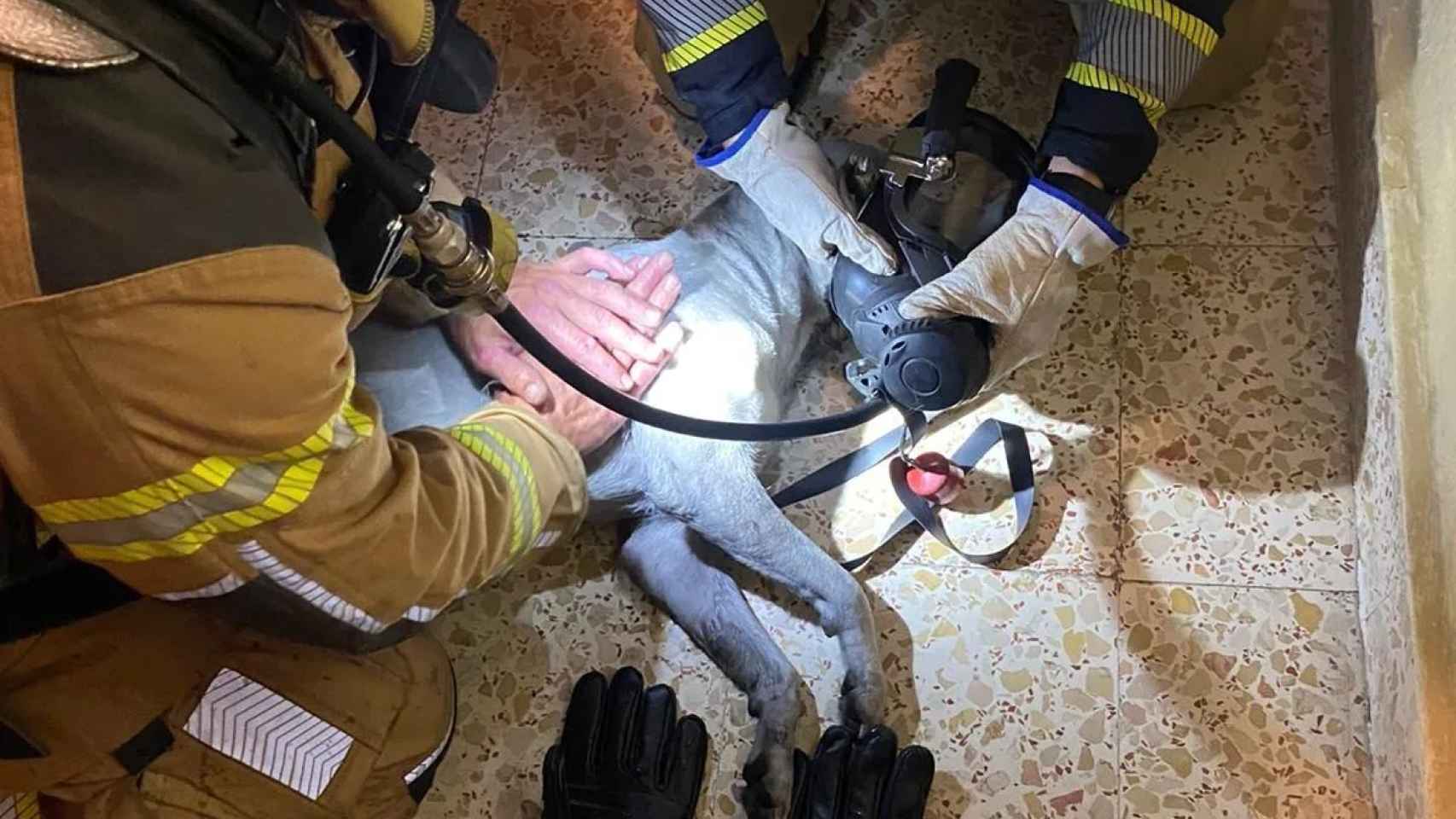 Los bomberos intentaron reanimar a la mascota sin éxito. Foto: Bomberos de Toledo