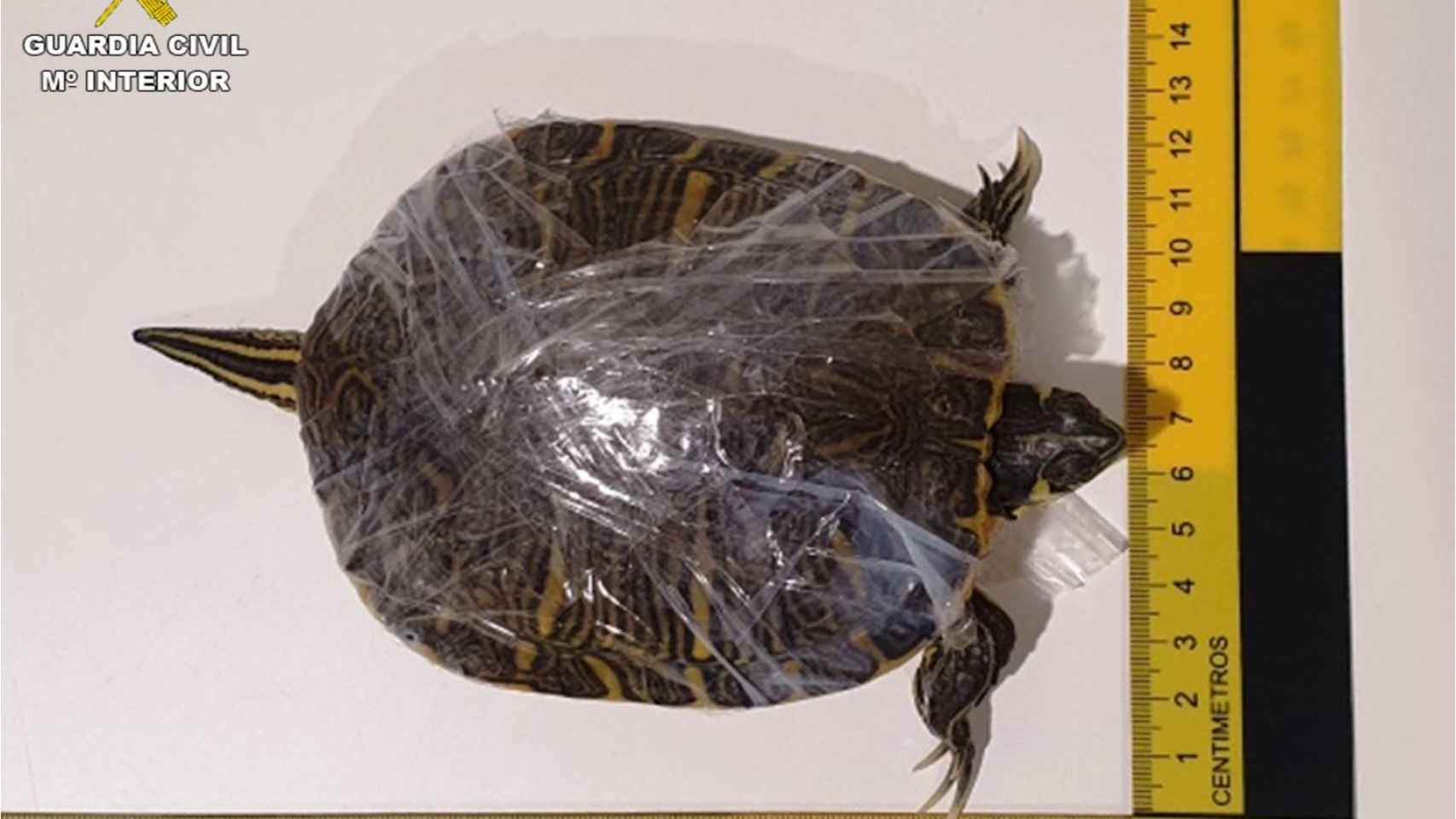 Una de las tortugas envuelta en plástico.