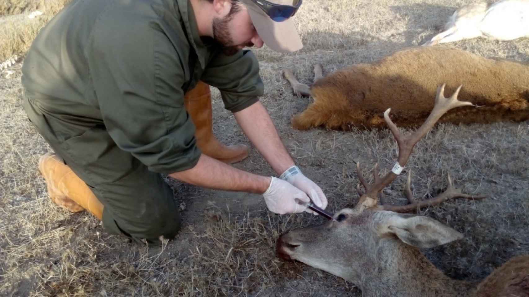 Un investigador extrae una muestra de sangre de un ciervo.