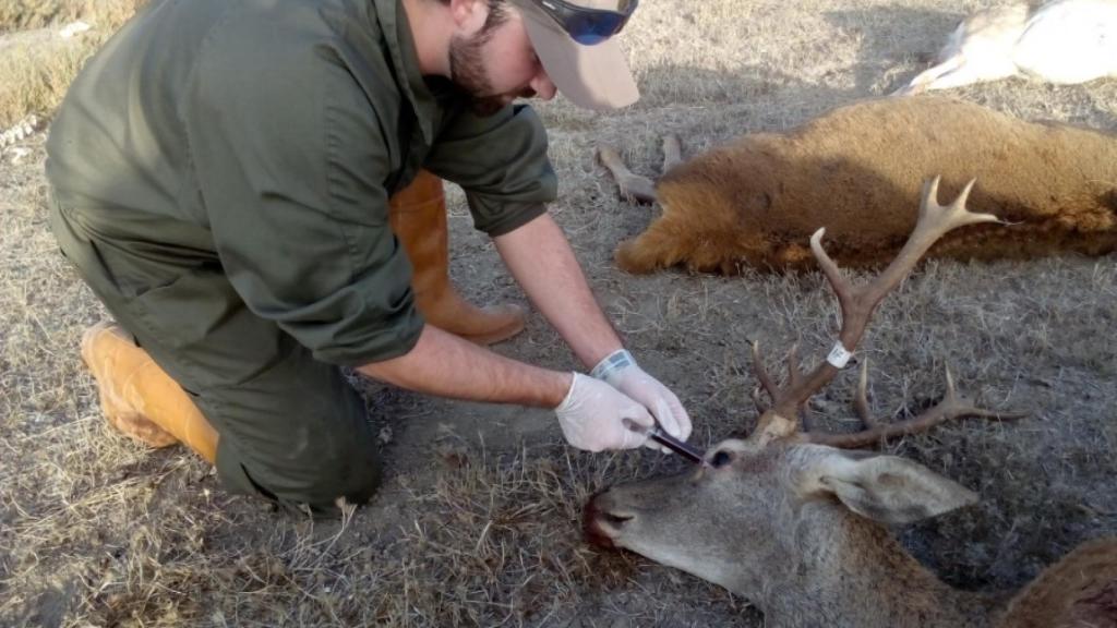 Un investigador extrae una muestra de sangre de un ciervo.