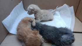La colaboración ciudadana ayuda a rescatar a tres gatitos abandonados en un contenedor de Valladolid