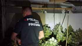 Un Policía Local de Fortuna durante el registro a un invernadero 'indoor' en La Garapacha.