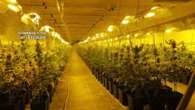 La plantación de marihuana hallada por la Guardia Civil en Casasimarro.