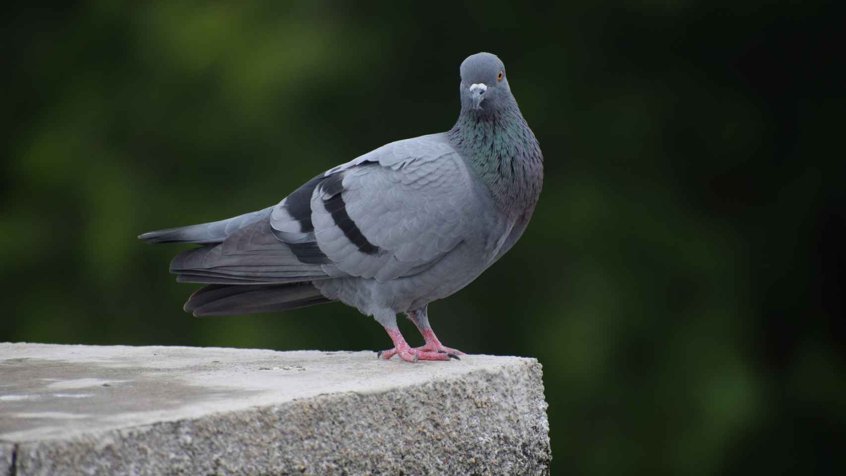 Una paloma común.