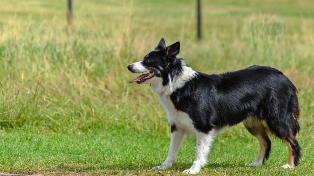 Border collie