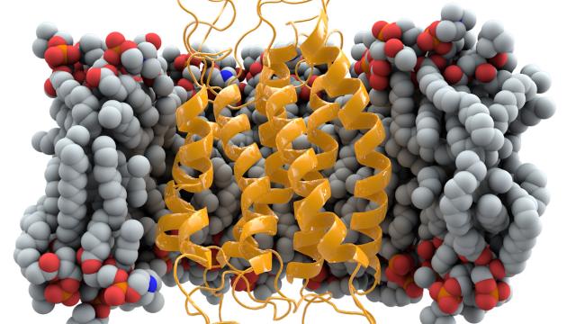 Membrana del receptor CCR5, contra el que actual el mavariroc.