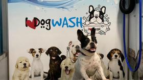 Te descubrimos I Love Dog Wash, el autolavado de mascotas que acaba de llegar a Santiago