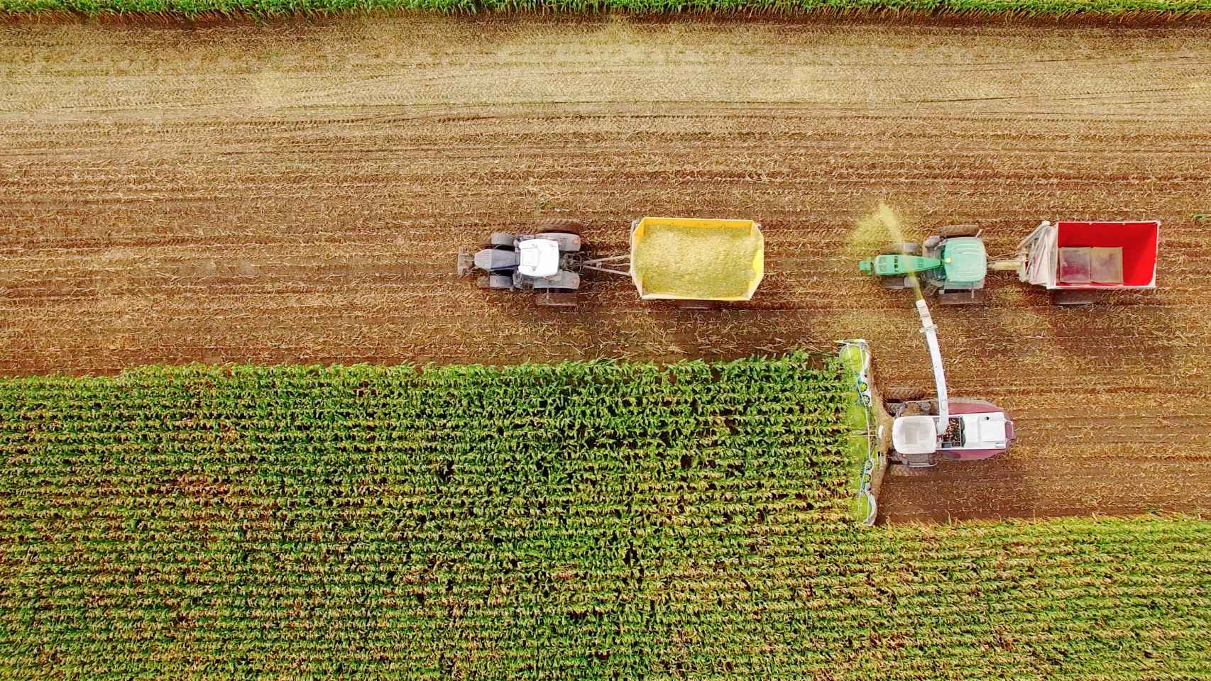 Vista aérea de una cosecha de maíz.