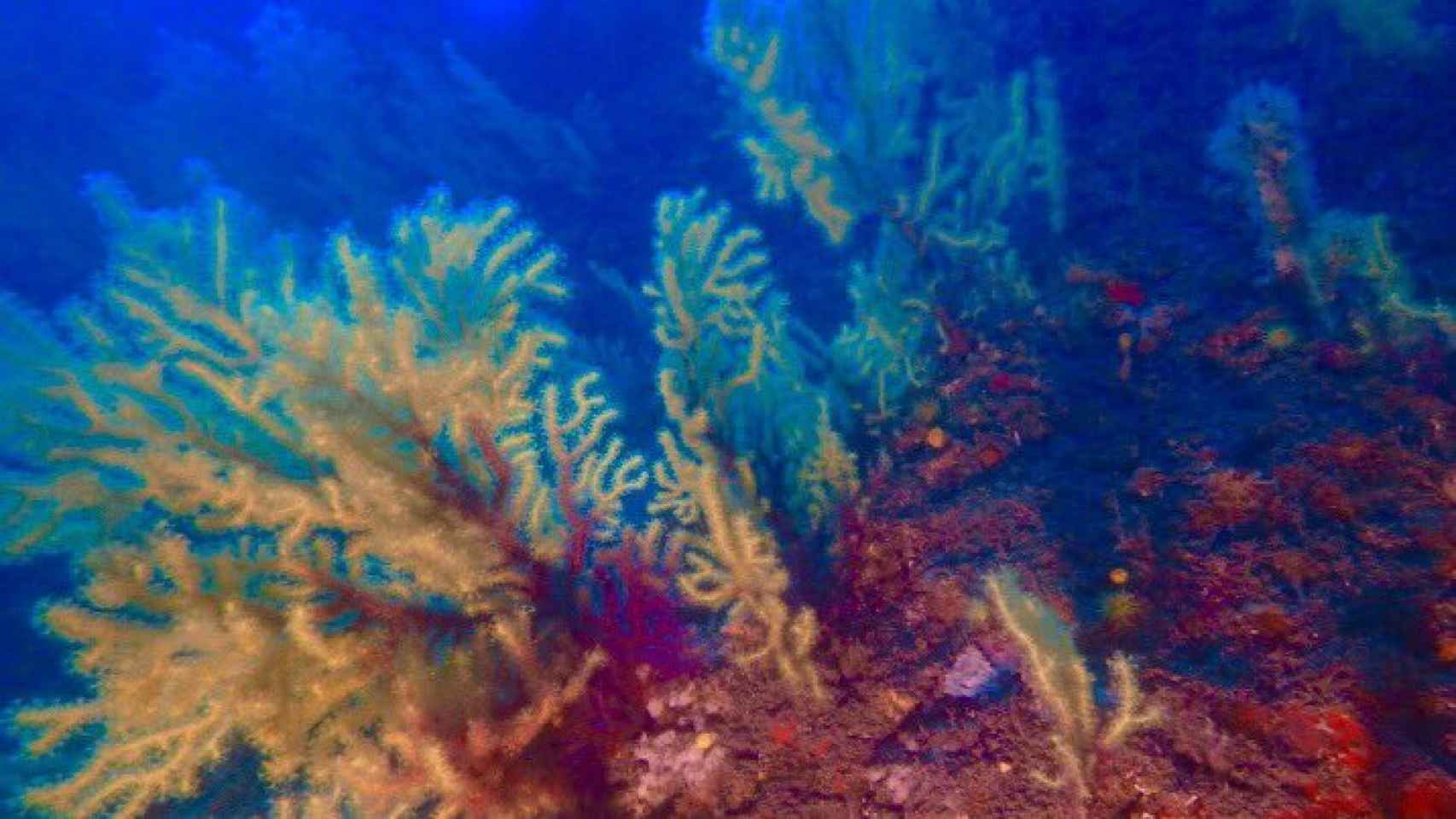 Fondos de corales en el Canal de Menorca